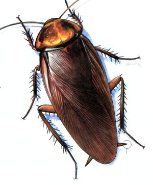 cockroach.jpeg